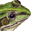トノサマガエル・あいこん