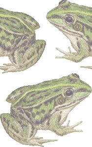 トノサマガエルの壁紙／非営利無料イラスト