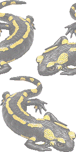 ファイアサラマンダーの壁紙／非営利無料イラスト