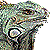 Green Iguana thumbnail