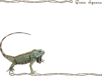 グリーン イグアナの年賀状／非商用無料イラスト