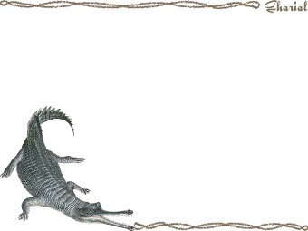 インド ガビアル／（鰐）ワニの年賀状／非商用無料イラスト