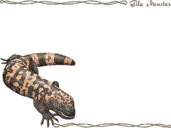 （亜米利加毒蜥蜴）アメリカ ドクトカゲの年賀状／非商用無料イラスト