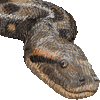 オオアナコンダ・あいこん