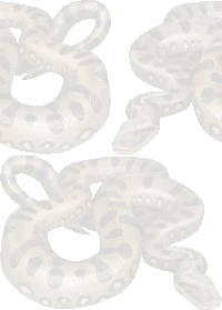 おおアナコンダ（へび）の壁紙／条件付きフリー画像