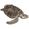 タイマイ・あいこん