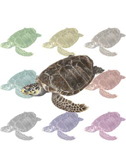 （玳瑁）タイマイ／ウミガメのポストカード／無料イラスト