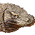 Komodo Dragon, Dumeril's Monitor thumbnail