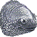 オサガメ・アイコン