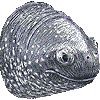 オサガメ・あいこん