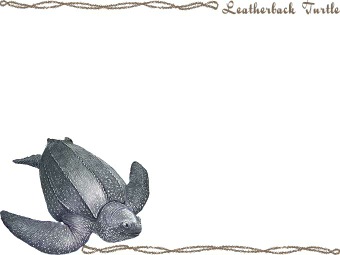 （長亀）オサガメ／カメの年賀状／非商用無料イラスト
