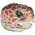 Loggerhead Sea Turtle thumbnail
