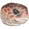 アカウミガメ・あいこん