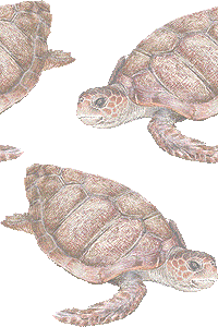 アカウミガメの壁紙／非営利無料イラスト