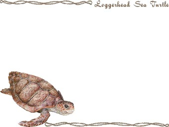 （赤海亀）アカ ウミガメの年賀状／非商用無料イラスト
