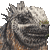Galapagos Marine Iguana thumbnail