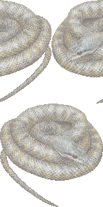 アオダイショウの壁紙／非営利無料イラスト