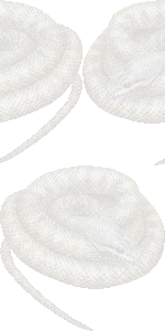 青大将（蛇）の壁紙／条件付きフリー画像