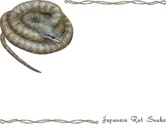 （青大将）アオダイショウ／蛇の年賀状／非商用無料イラスト