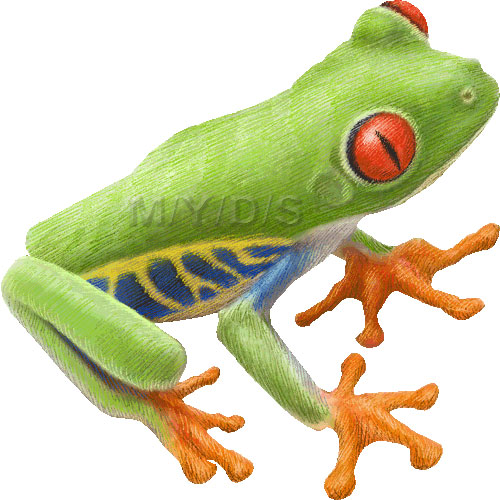 アカメアマガエルのイラスト／条件付フリー素材集