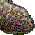 Japanese Giant Salamander thumbnail