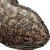 オオサンショウウオ・あいこん