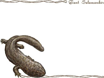 （大山椒魚）オオ サンショウウオの年賀状／非商用無料イラスト