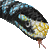 Yellow-lipped Sea Krait thumbnail