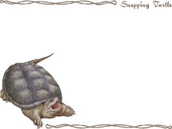 （噛付亀）カミツキガメ／カメの年賀状／非商用無料イラスト