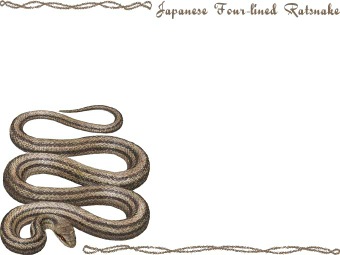 （縞蛇）シマヘビ／蛇の年賀状／非商用無料イラスト