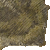 Suriname Toad thumbnail