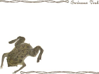 ピパピパ、（子守蛙）コモリ ガエル／カエルの年賀状／非商用無料イラスト