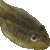 Tadpole, Polliwog thumbnail