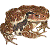 ヒキガエル・あいこん