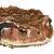 ヒキガエルのサムネイル