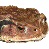 ひきがえるのあいこん