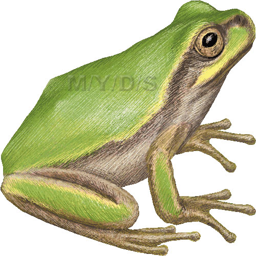ニホンアマガエルのイラスト／条件付フリー素材集