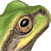 ニホンアマガエル・あいこん