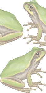ニホンアマガエルの壁紙／非営利無料イラスト