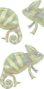 エボシカメレオンの壁紙／非営利無料イラスト