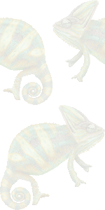 エボシカメレオンの壁紙／条件付きフリー画像