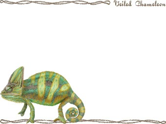 エボシ カメレオンの年賀状／非商用無料イラスト