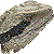 Australian Water Dragon thumbnail