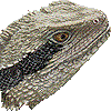 ヒガシウォータードラゴン・あいこん