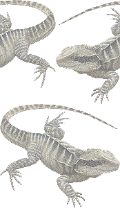 ヒガシウォータードラゴンの壁紙／非営利無料イラスト