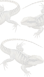 ウォータードラゴンの壁紙／条件付きフリー画像