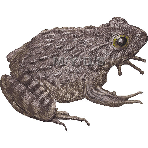 ツチガエル、イボガエルのイラスト／条件付フリー素材集