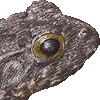 ツチガエル・あいこん