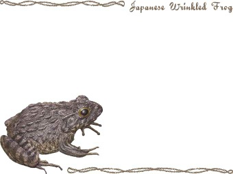（土蛙、疣蛙）ツチガエル、イボ ガエル／カエルの年賀状／非商用無料イラスト