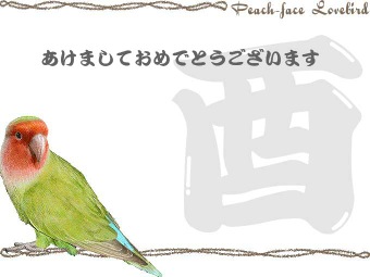 コザクラインコの年賀状イラスト／挿し絵タイプ